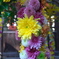 菊祭り