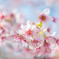 紅葉もいいけど桜が好き