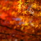 豪徳寺紅葉 2017/Dec/2 - 9