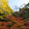 『紅葉』徳川園