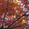 『紅葉』徳川園