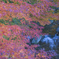 『紅葉』徳川園