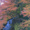 『紅葉』徳川園