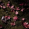 豪徳寺紅葉 2017/Dec/2 - 13