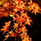 豪徳寺紅葉 2017/Dec/2 - 14