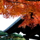 豪徳寺紅葉 2017/Dec/2 - 16