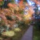 竹の寺地蔵院の紅葉
