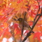 紅の中でー②