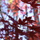 天竜峡の紅葉
