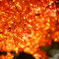 水元公園