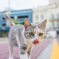 『一日一猫，340日目』