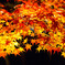 紅葉映え