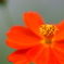 華