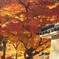 北鎌倉　紅葉