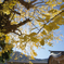 Ginkgo tree