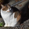 哲学の道の悪そうな猫