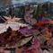 散りゆく紅葉