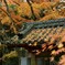 まだまだ紅葉。
