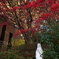 聖母と紅葉