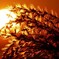 夕陽