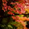 住宅街の紅葉