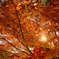 紅葉①
