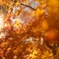 紅葉②