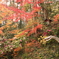 蛇と紅葉