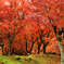 紅葉の岡