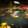 紅葉　小國神社