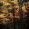 紅葉と木立