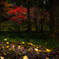 森の紅葉