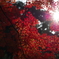 紅の宴