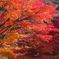 山の紅葉
