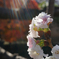 陽光（冬桜）