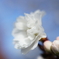 冬桜