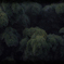 緑髪の虚像