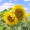 Hawaiiの風景『Twin Sunflower』