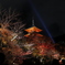夜の紅葉 清水寺にて