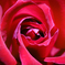 バラの花