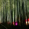 竹林