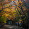 Cut off autumn