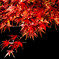 垂紅葉