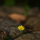 石の花