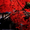 紅を纏う4