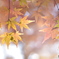 本土寺の紅葉