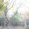 柔らかい写り