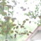 これもまた柔らか