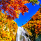 紅葉の額