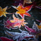 霜の付いた紅葉